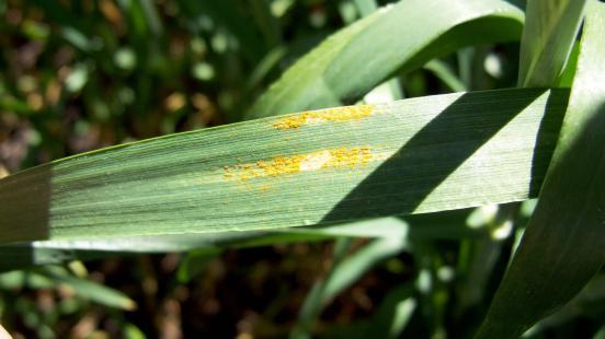 Barley grass stripe rust