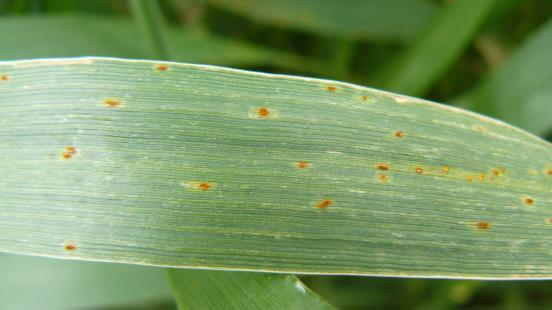 Barley leaf rust