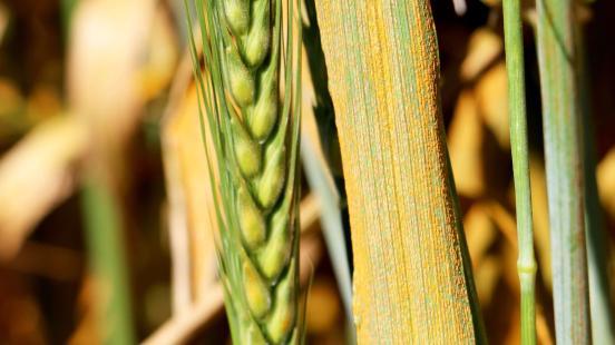 Barley stripe rust