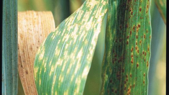 Wheat leaf rust
