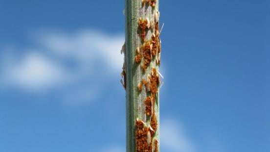 Wheat stem rust