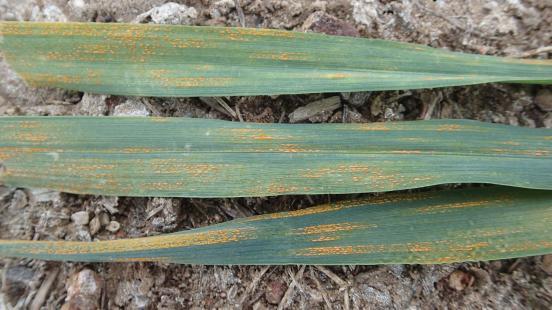 Wheat stripe rust